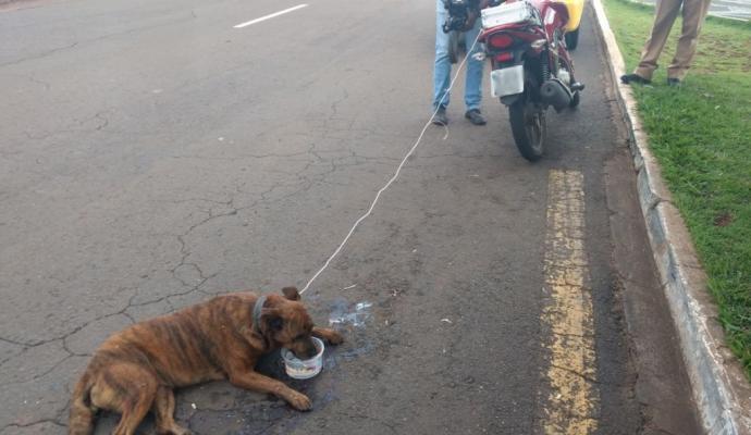 Cachorro Moto Arrastado Vvale