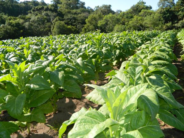produção-tabaco-agricultura