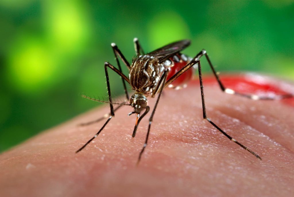 Aedes-aegypti-saude