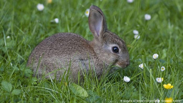 Campanha conscientiza sobre a compra de coelhos vivos 