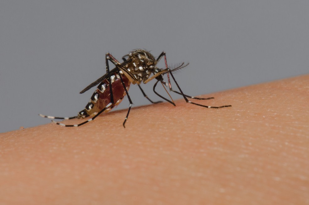 dengue-reproducao