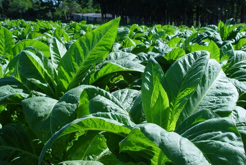 tabaco-producao-reproducao