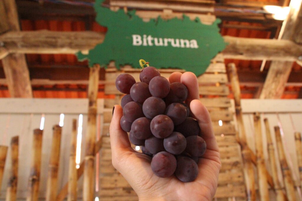 Bituruna realiza 37º Rodeio Crioulo e 28ª Festa da Uva
