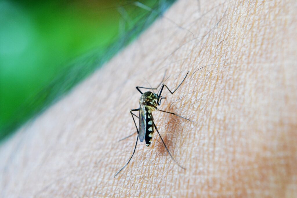 Mesmo sem casos de transmissão local, dengue é preocupação na região