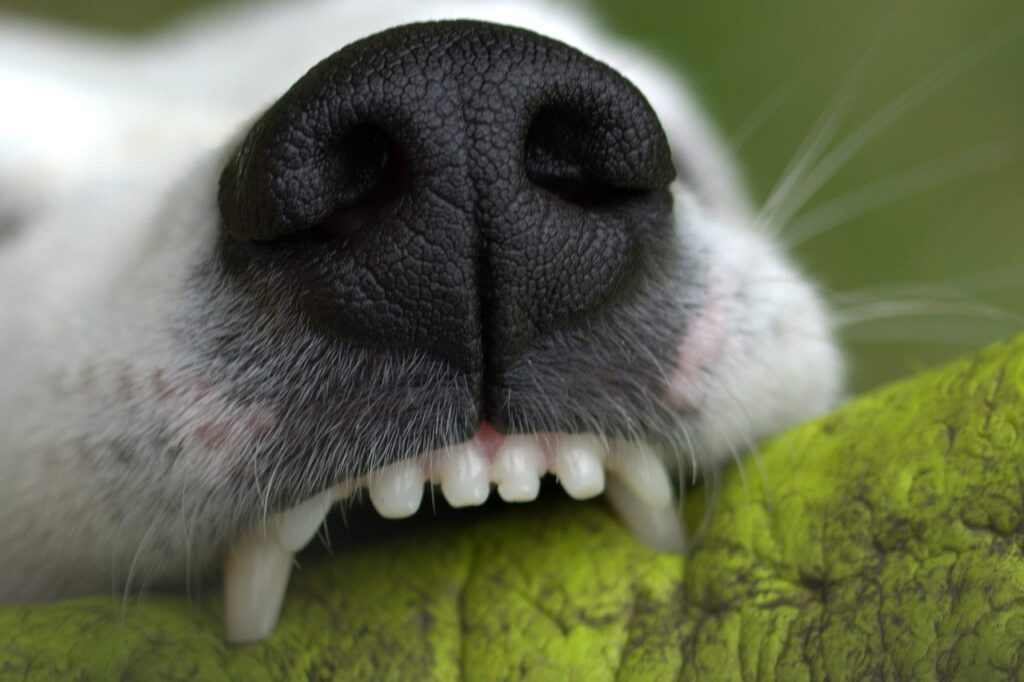 Ataque de cães evidencia necessidade de responsabilizar tutores