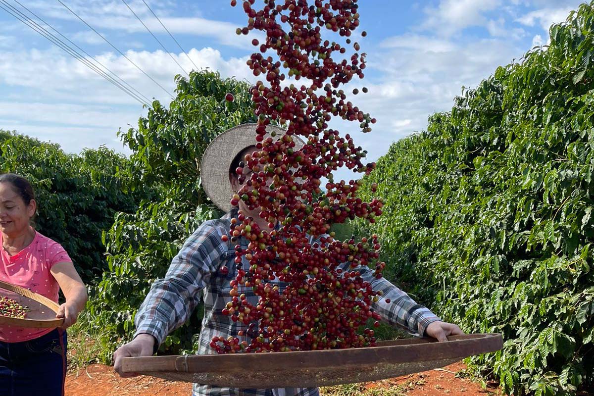 COLUNA PELO PARANÁ: Café Qualidade