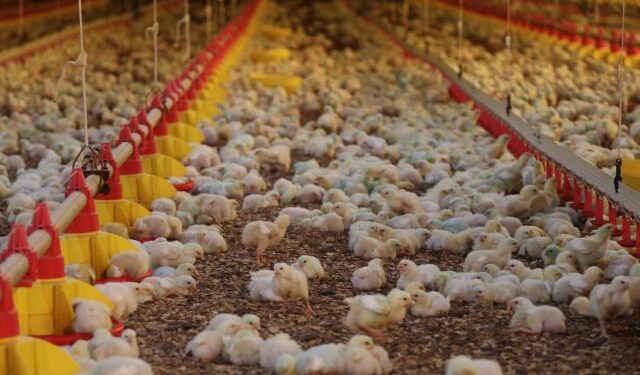 COLUNA PELO ESTADO: Santa Catarina é destaque nacional