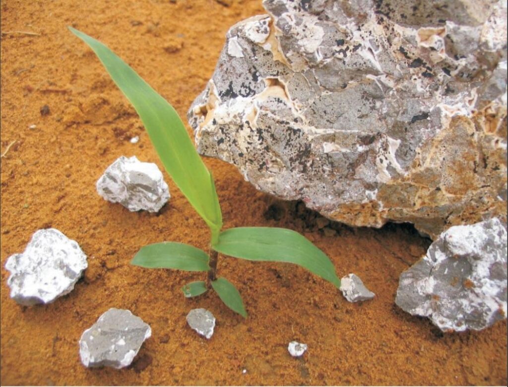 Do solo à mesa: técnica de remineralização traz mais saúde para alimentos