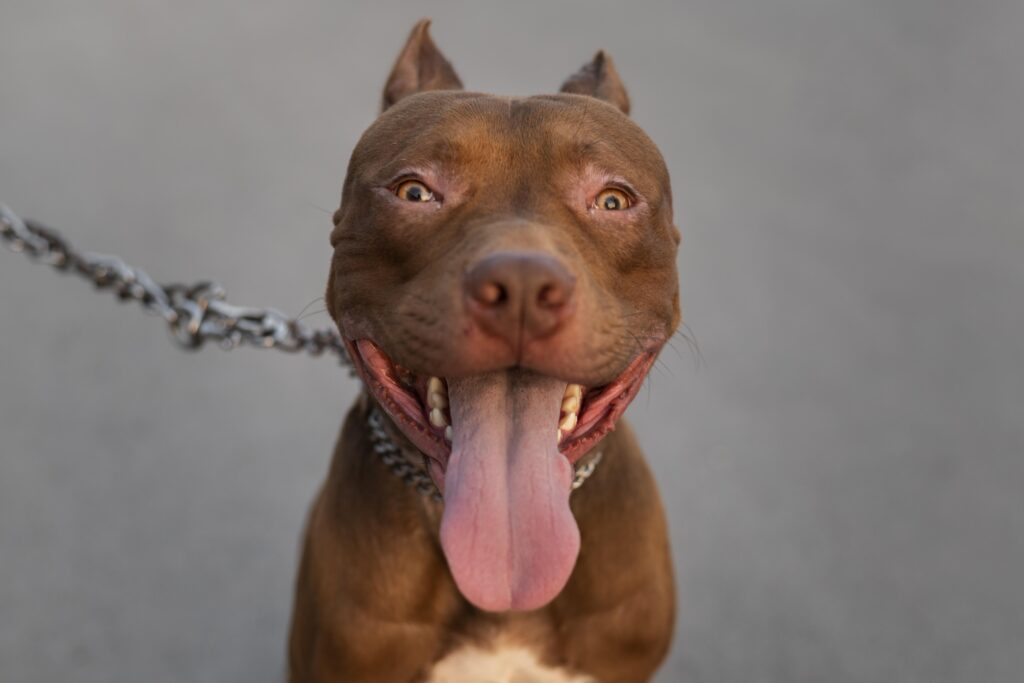 Castração obrigatória e multa: nova lei sobre Pitbulls chega a Porto União