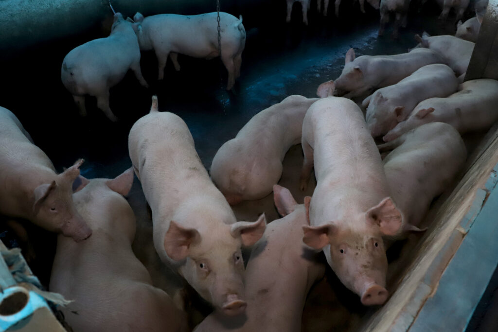 COLUNA PELO PARANÁ: Exportação