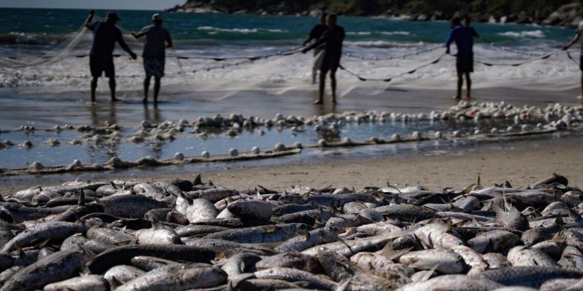 COLUNA PELO ESTADO: Pesca da tainha fala mais sobre política do que sobre economia