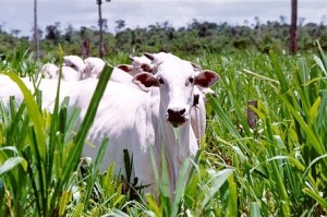Vacinação contra febre aftosa começa no dia 1º de maio