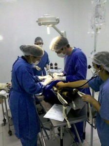 Esterilização de cães e gatos será feita pelo Hospital Veterinário da Uniguaçu