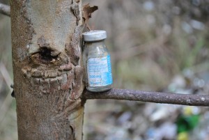 Crime Ambiental: Lixo hospitalar e muito vidro no Parque Guairacá Em Paula Freitas