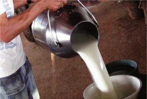 produçãodeleite-portouniao-generalcarneiro Produção leiteira em General Carneiro apresenta crescimento expressivo