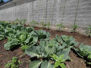 Núcleo Educacional João Fernando Sobral implanta horta orgânica e projeto de Meio Ambiente