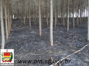 PM de Matos Costa investiga incêndio criminoso 