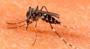 dengue (2)