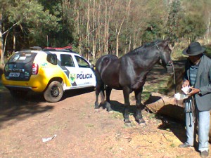 cavalo