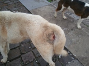 cão-abandonado-2