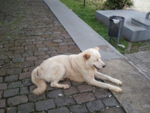 cão-abandonado-1