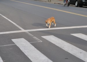 Cães de rua 02