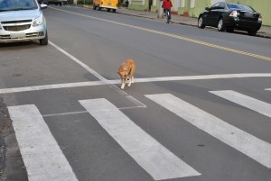 cães de rua