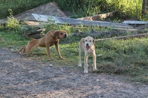 cão