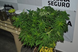 maconha 01