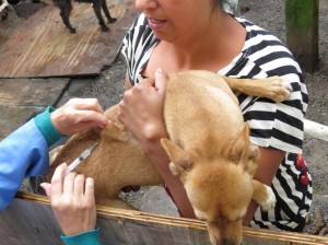 proteção-animal-vacinação2