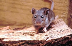 rato-hantavirose1