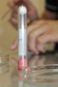 Dengue 2