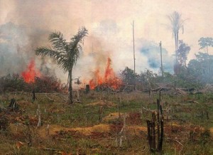 desmatamento-amazonia