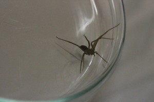A aranha marrom mede em torno de 4 centímetros de diâmetro quando adulta (Fotos: Bruna Kobus/Jornal O Comércio) 