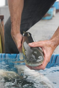 Feira de peixes - 01