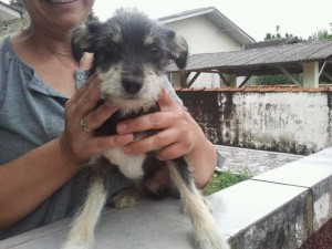 cachorro
