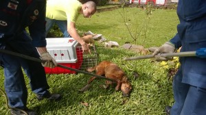 Agentes da DIC e também do Corpo de Bombeiros fizeram o resgate do animal que estava desnutrido e muito machucado (Foto/Reprodução Facebook DIC)
