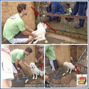 resgate de animal de estimação