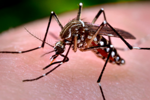 Mosquito, já na vida adulta, vive até 35 dias mas causa grandes estragos