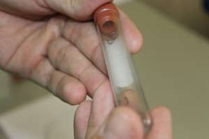 Para reprodução, não é preciso muito: água e calor agradam o mosquito