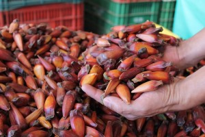 Produção regional não atende demanda e é preciso trazer pinhão de outras regiões
