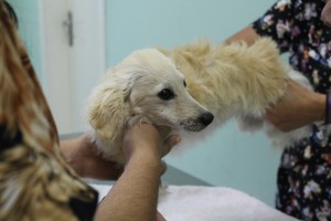 Amora escapou da eutanásia