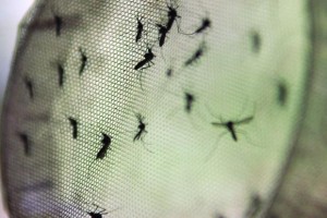 Entre as pessoas que foram vacinadas e, mesmo assim, tiveram dengue, houve redução de 80,3% no número de internações (Arquivo/Agência Brasil)