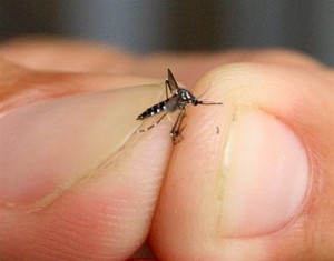 dengue-reproducao