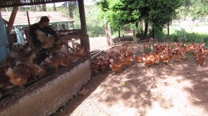 ovosorganicos-uniaodavitoria-agricultura