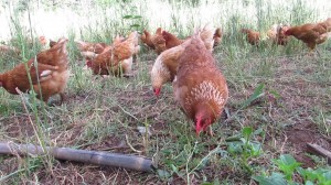 ovosorganicos-uniaodavitoria-agricultura2