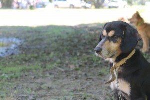 dia-animal-evento (5)