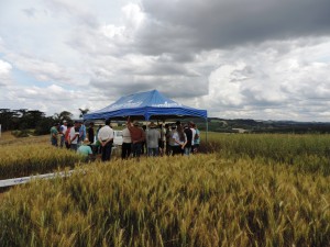 diadecampo-mallet-agricultura