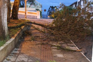 Na Praça Nereu Ramos, em Porto União, árvore caiu e invadiu parte da rua lateral