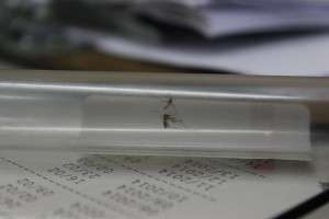 O mosquito Aedes aegypti é o transmissor das duas doenças (Foto: Arquivo JOC)